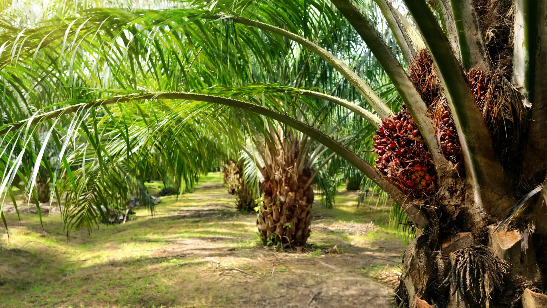 Kelapa Sawit Surya Mata Ie