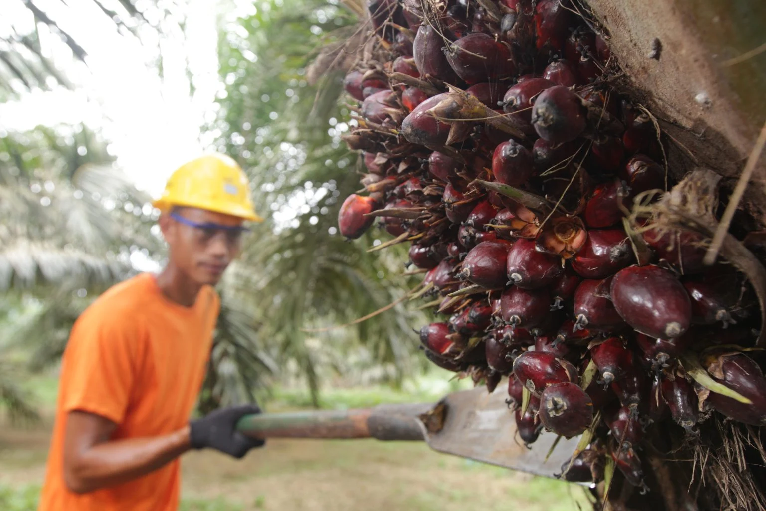 Panen Tandan Buah Segar