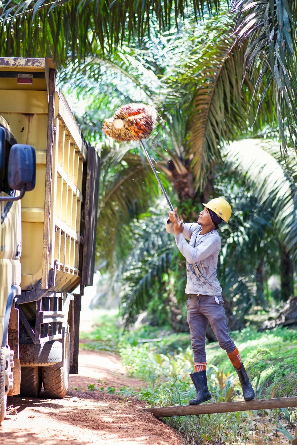 Pekerja Kebun Kelapa Sawit