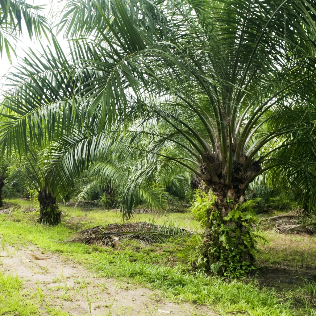 Perkebunan Kelapa Sawit Aceh