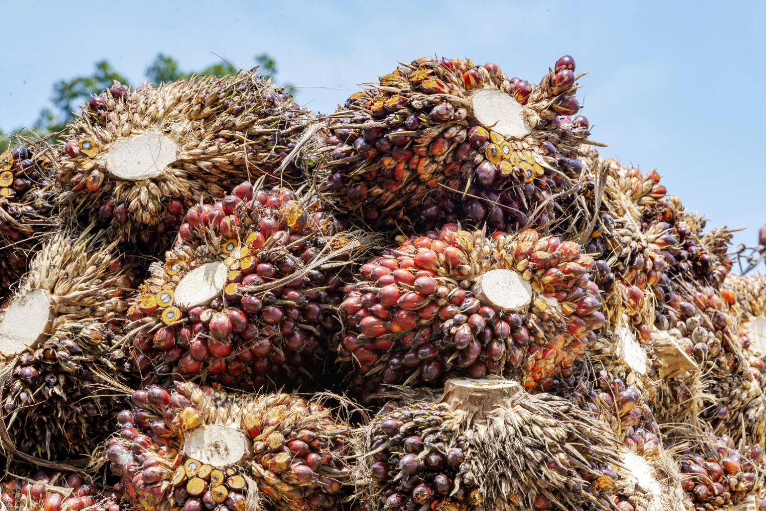 Tandan Buah Segar Tbs
